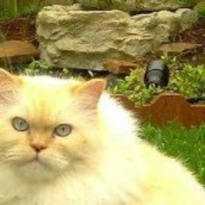 Meet your Posher, Ferrial